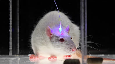 Lasers for Optogenetics