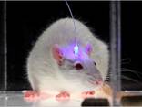 Lasers for OPTOGENETICS