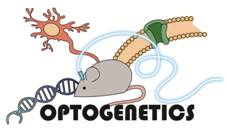 OPTOGENETICS